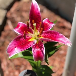 Meet your Posher, Bree